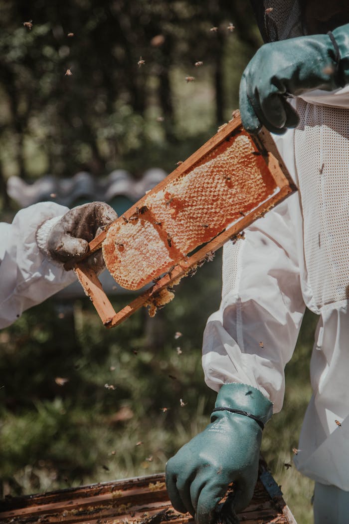 services-03 Two beekeepers examine a honey-filled honeycomb frame in an outdoor setting, ensuring safety with protective gear.
