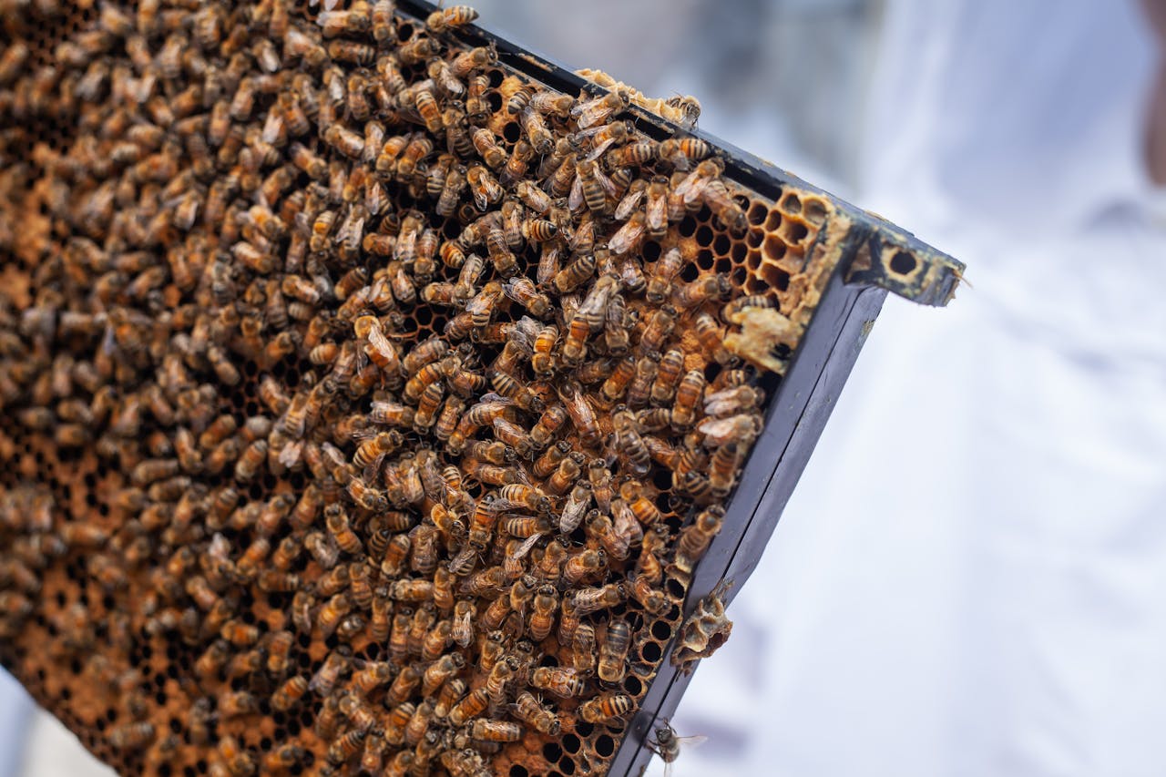 services-01 Detailed image of honeybees on a hive frame, showcasing beekeeping in Detroit.