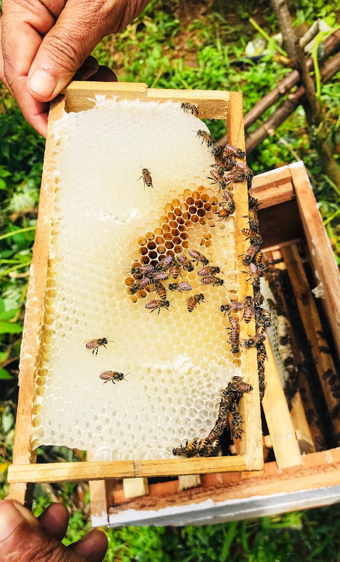 gallery-5 Close-up of bees on a honeycomb frame in a beehive in KL, India, showcasing beekeeping in action.