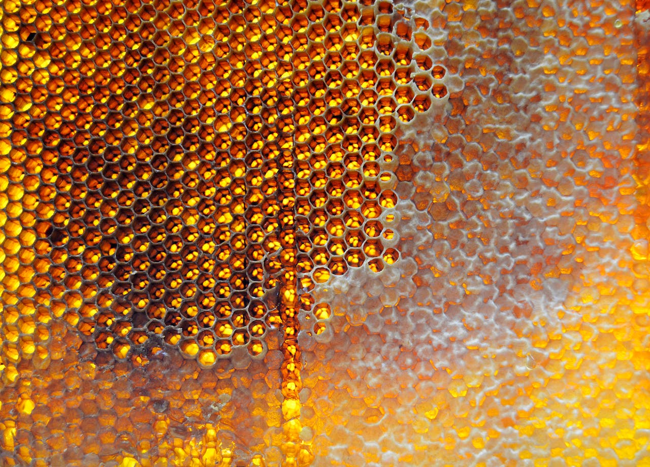 services-02 Detailed view of a honeycomb filled with golden honey, showcasing its intricate hexagonal pattern.
