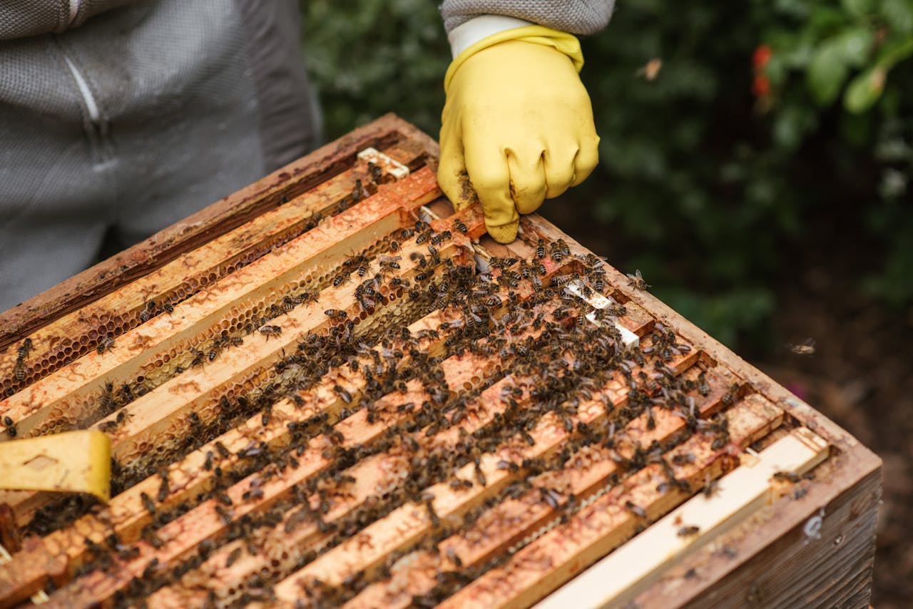 gallery-1 Crop anonymous farmer in gloves and protective uniform holding honeycomb in beehive while working in apiary