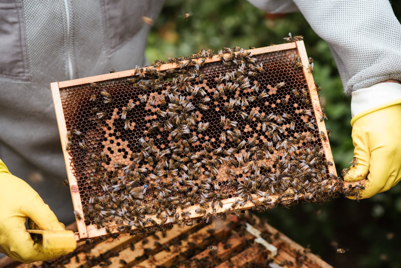 gallery-3 Beekeeper and honeycomb buzzing with bees, showcasing honey production process and safety gear.