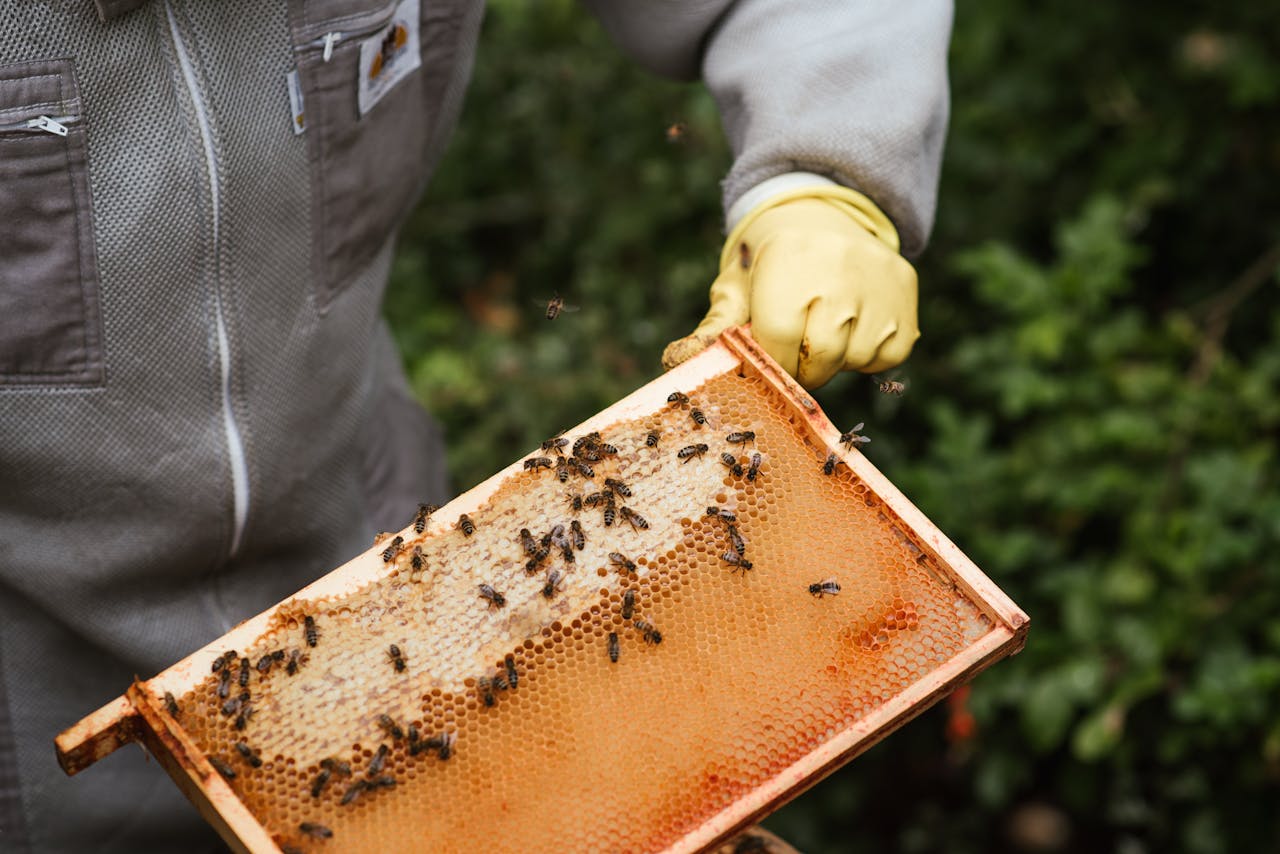 gallery-2 Crop unrecognizable farmer in protective gloves holding honeycomb with bees and honey while working in apiary