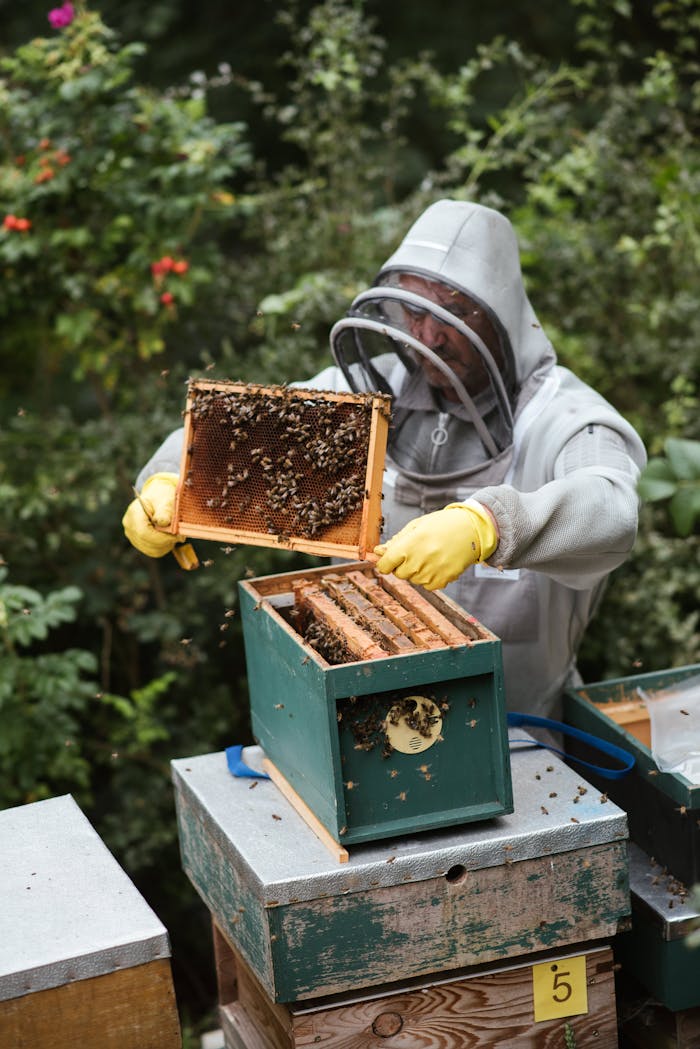 A beekeeper in protective gear harvests honey from a beehive in a lush outdoor setting.