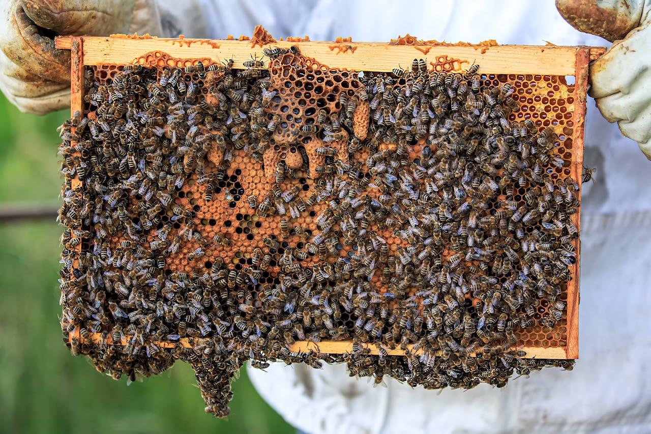 hero-img-02 Detailed view of bees on a honeycomb frame held by beekeeper outdoors.