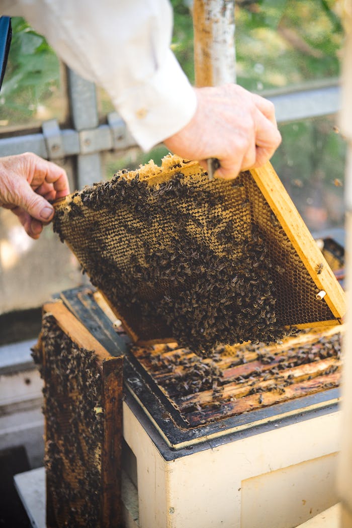 why-choose-us Close-up of a beekeeper examining a bee hive honeycomb frame with active bees.