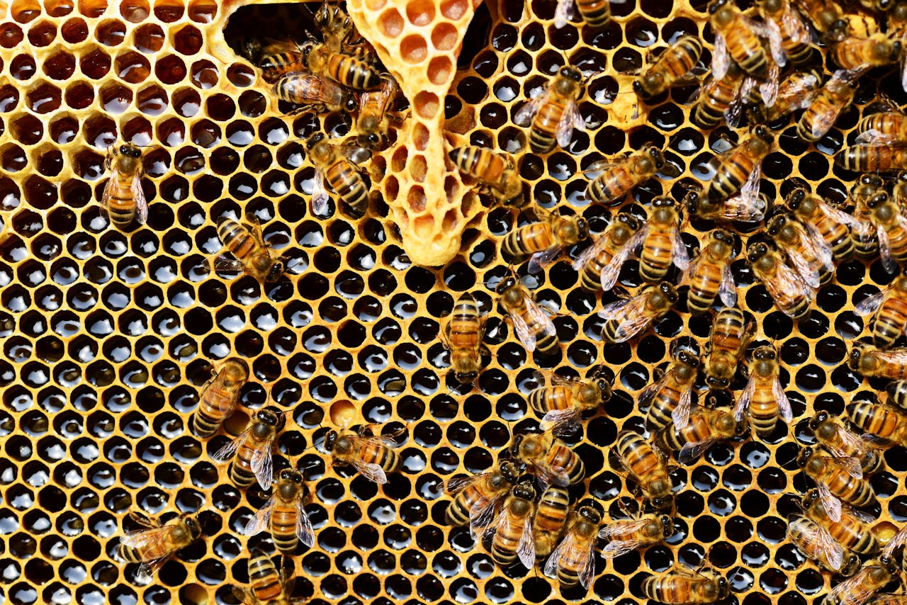 about-01 Detailed view of honey bees on a vibrant honeycomb filled with honey in a beehive.